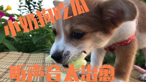 娱乐吃瓜狗